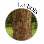 arbre et tronc